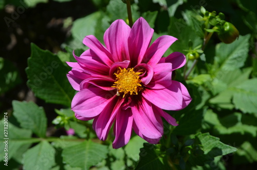 Pink dahlia flower in a garden in a sunny summer day  close up