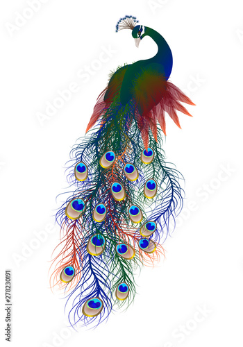 Beautiful Peacock isolated on white background. Vector illustration. 