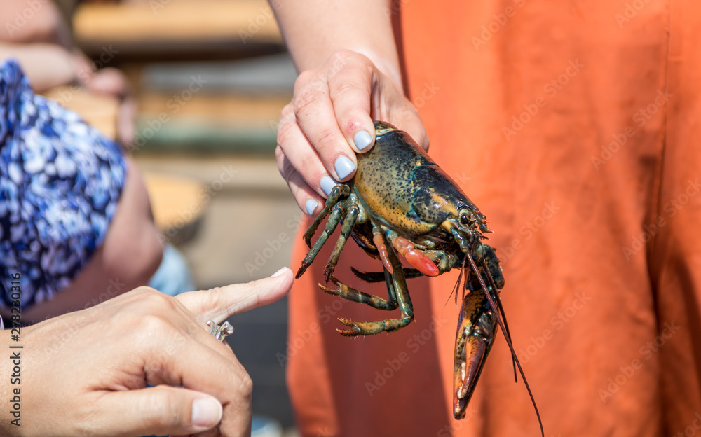Maine Lobster Boat demo, how-to catch, measure and band lobster from trap, handheld lobster