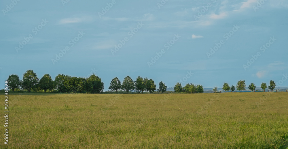Lime tea parkway avenue with linden tree on horizon with green grass meadow, blue sky background. Lime tea parkway avenue with linden tree on horizon with green grass meadow, blue sky background.