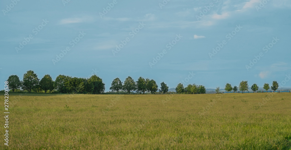 Lime tea parkway avenue with linden tree on horizon with green grass meadow, blue sky background.