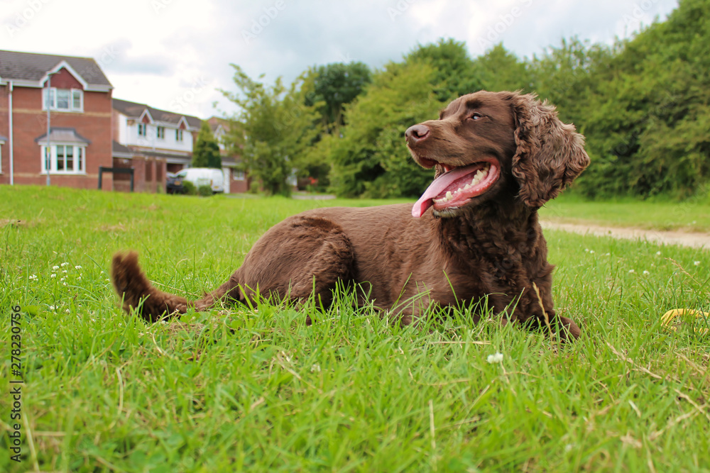 Side view of brown chocolate spaniel dog in grass with tongue out smiling