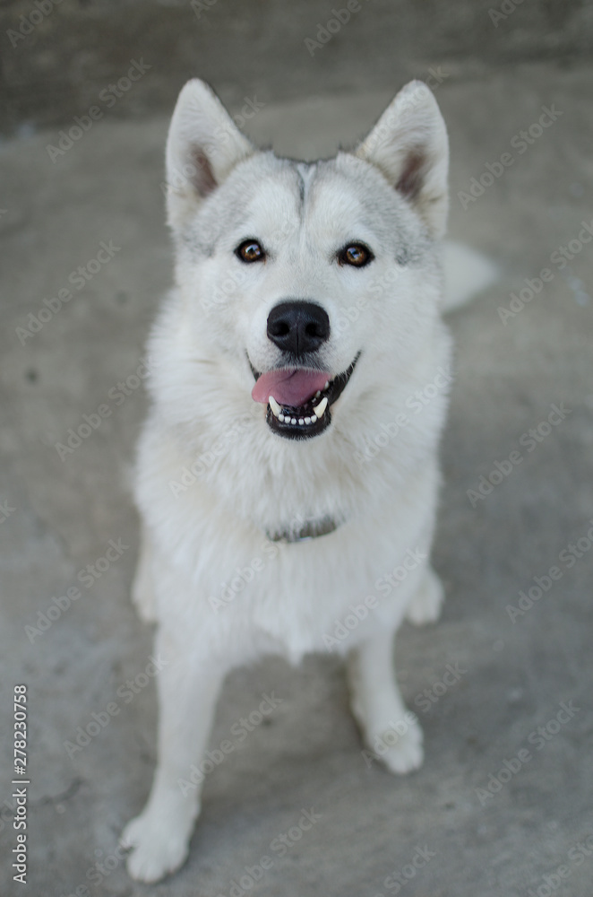  fluffy white husky, wolf color