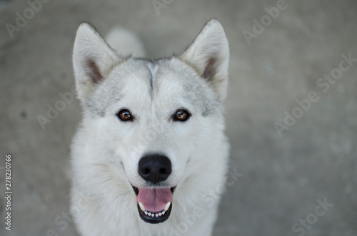  fluffy white husky, wolf color