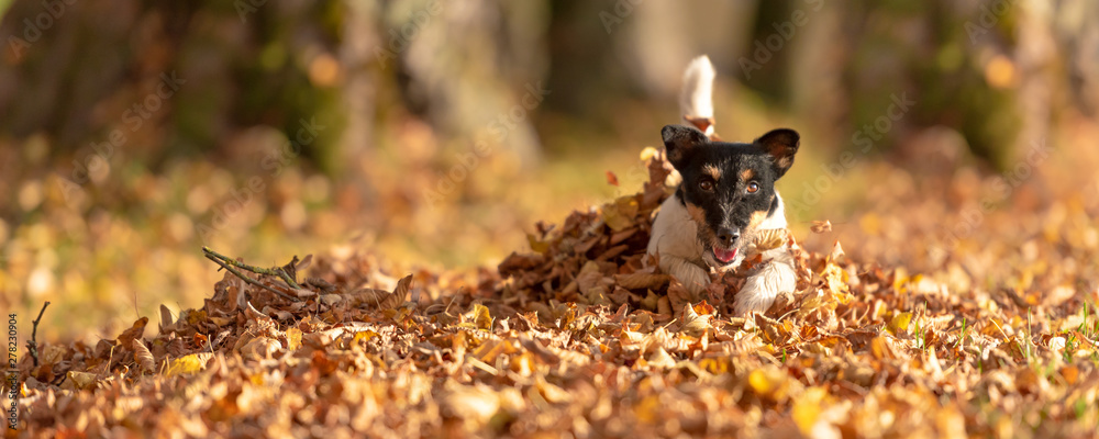Little Jack Russell Terrier dog has a lot of fun in autumn leaves and is playing alone with leaves - obrazy, fototapety, plakaty 