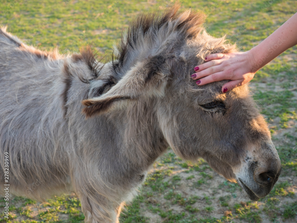 Portrait of gray beige furry young donkey with woman hand stroking his head. Afternoon golden hour light on lush green grass pasture background Portrait of gray beige furry young donkey with woman hand stroking his head. Afternoon golden hour light on lush green grass pasture background