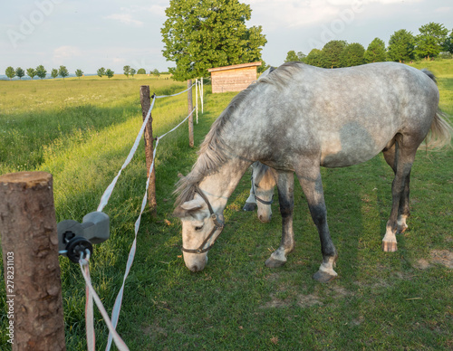 Canvas Print portrait of standing white Kladruber horse Equus bohemicus on green pasture corr