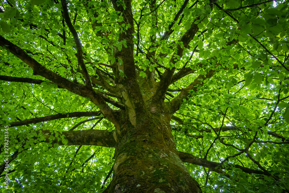 Fototapeta premium Tree in the forest
