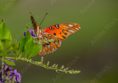 Gulf Fritillary Butterfly Eye, Sipping From Golden Dewdrop Flower, Seminole, Florida © kenilee