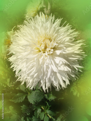 Dahlia cactus flower in the garden close up. photo