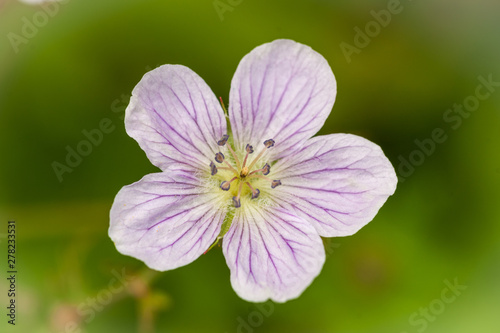 Wild Geranium Purple