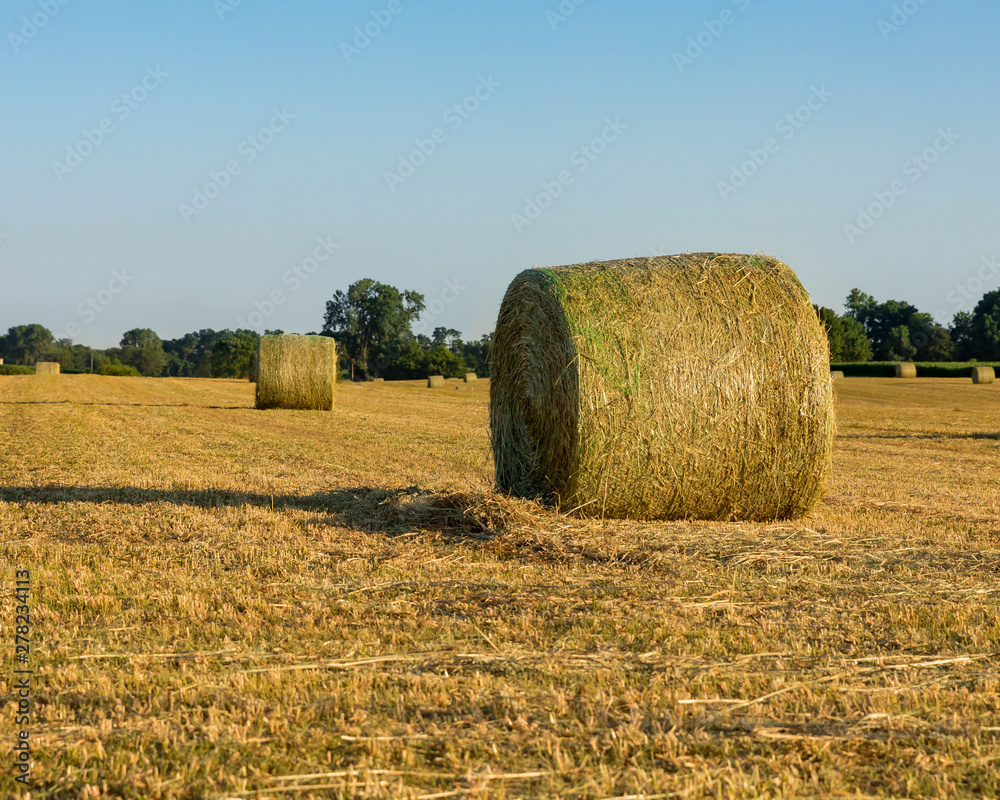 Large round hay bales in field at sunset Large round hay bales in field at sunset