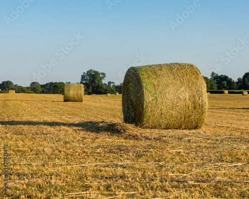 Large round hay bales in field at sunset
