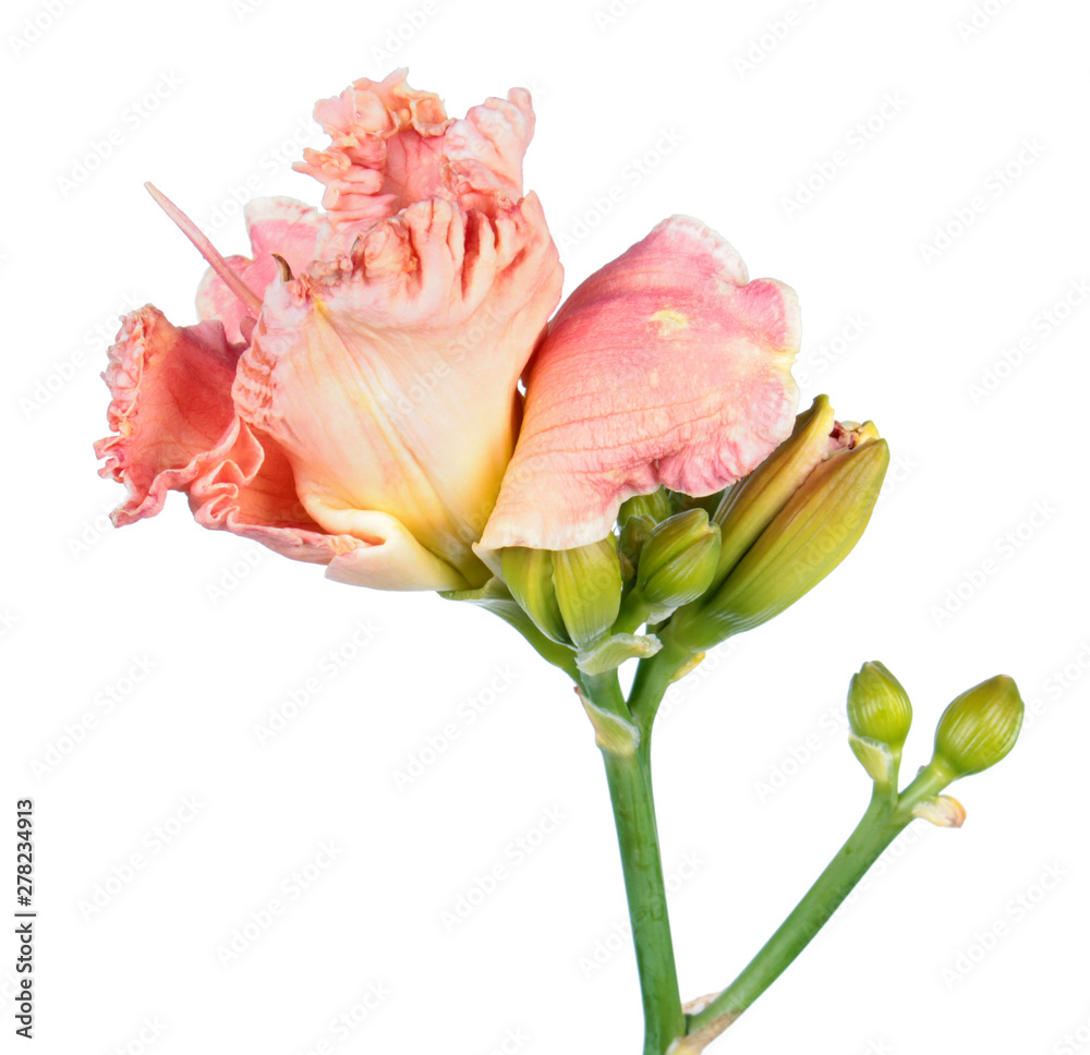 Daylily (Hemerocallis) pink flower close-up isolated on white background Daylily (Hemerocallis) pink flower close-up isolated on white background