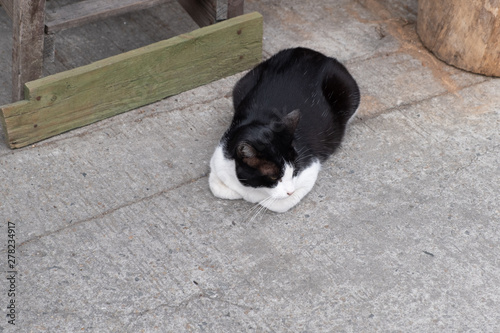 Black and white cat seating on stone floor in Fisherman Village near HongKong city