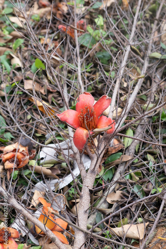 Semal tree branch falling on ground with flower blossom macro shot in HongKong city, China photo