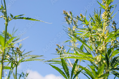 cannabis leaves against the blue sky, bottom view