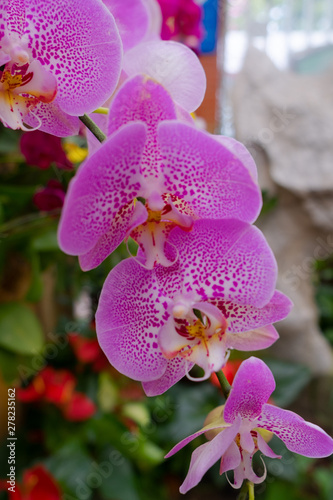 Pink moth orchid flower blossom in Guangzhou city  China