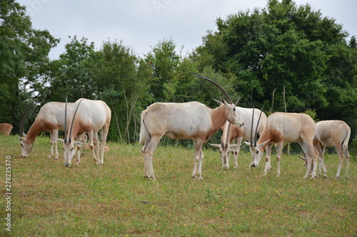 Oryx algazelle