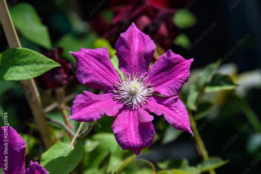 One purple clematis flowers in a sunny spring garden, close up, top view One purple clematis flowers in a sunny spring garden, close up, top view