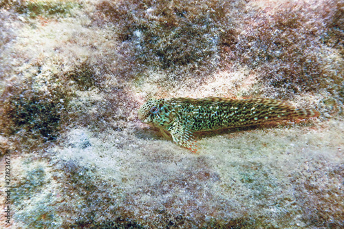 Portrait Of Cute Blenny fish, Close up photo