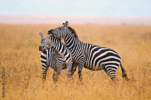 Zebras fighting in the savannah.