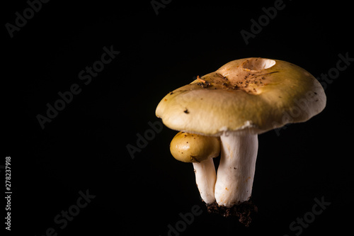 Russula aeruginea - Green Brittlegill