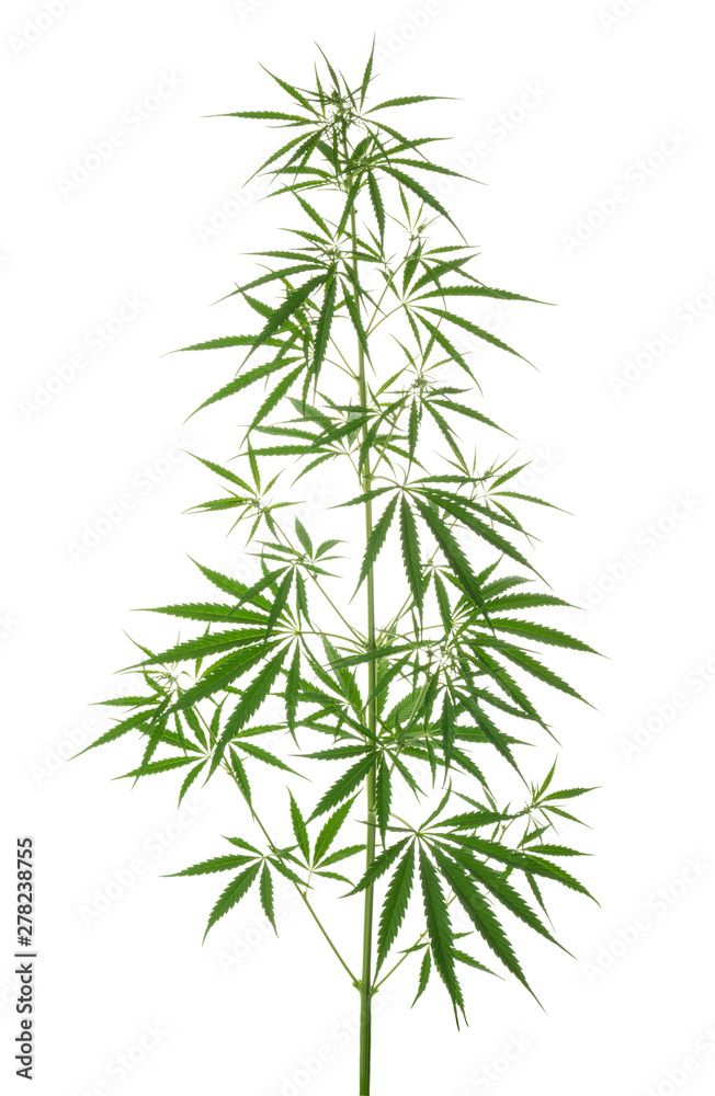 Fototapeta premium Marijuana leaves isolated on white without shadow