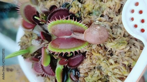 Venus flytrap eating a snail