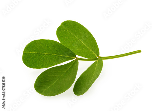 peanut leaf isolated white background with clipping path