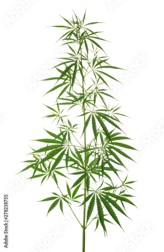 Marijuana leaves isolated on white without shadow