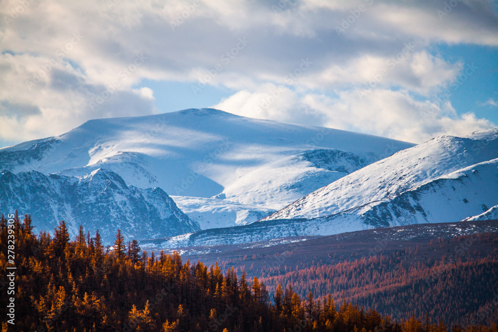Altai Republic.The autumn larch forest and the beauty of snow-white peaks.