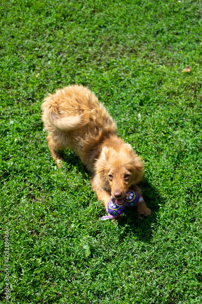 Fototapeta premium Dog, Puppy, Welpe, Cute, Animal, Pet