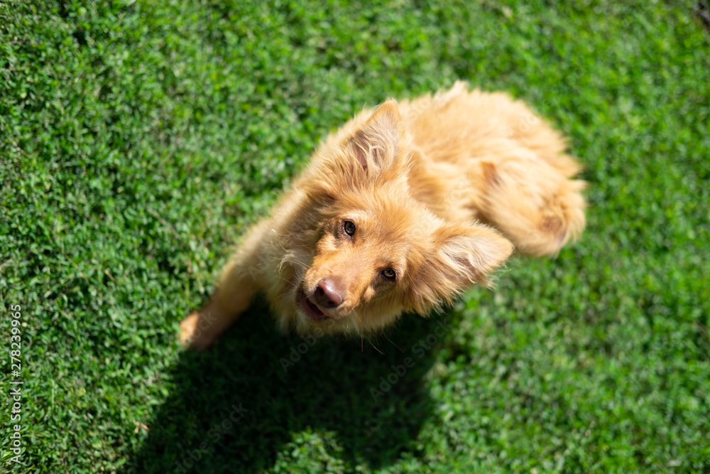 Fototapeta premium Dog, Puppy, Welpe, Cute, Animal, Pet