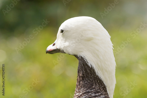 Emperor Goose Close up portrait (Anser canagicus) photo