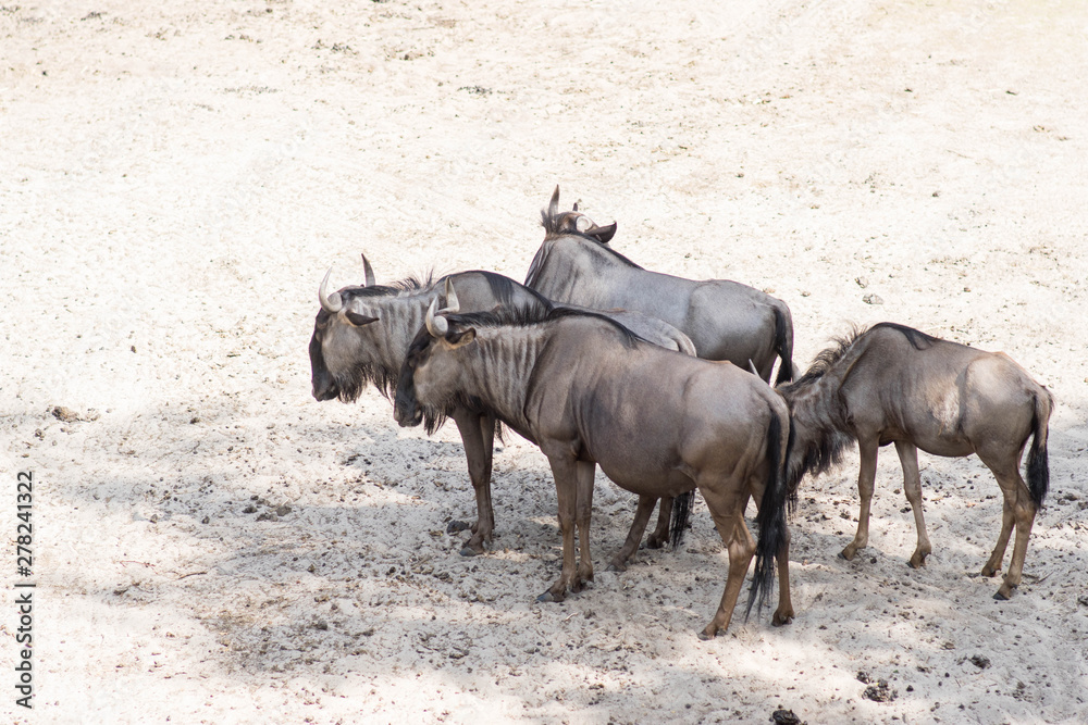 african antelope gnu group of four animals in Safari park african antelope gnu group of four animals in Safari park