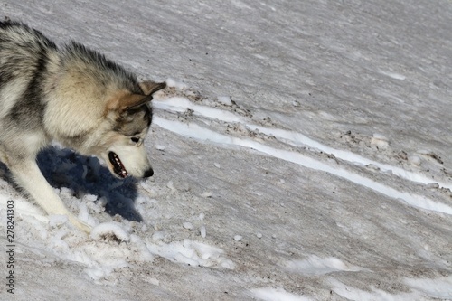 Alaskan Malamute photo