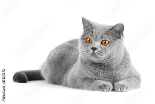 British cat lies on a white background