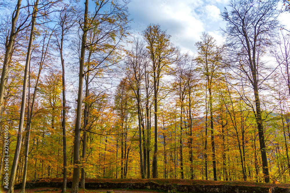 Fototapeta premium Landscape in the forest in autumn season