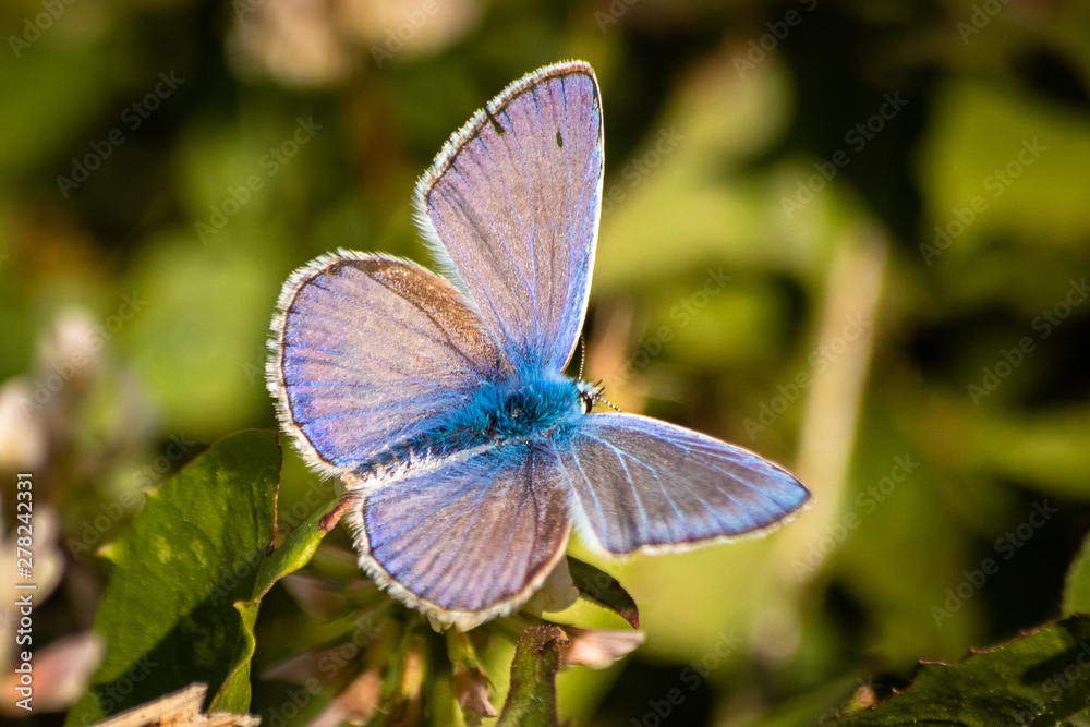 Fototapeta premium Blue butterfly on a wildflower in a grass at summer