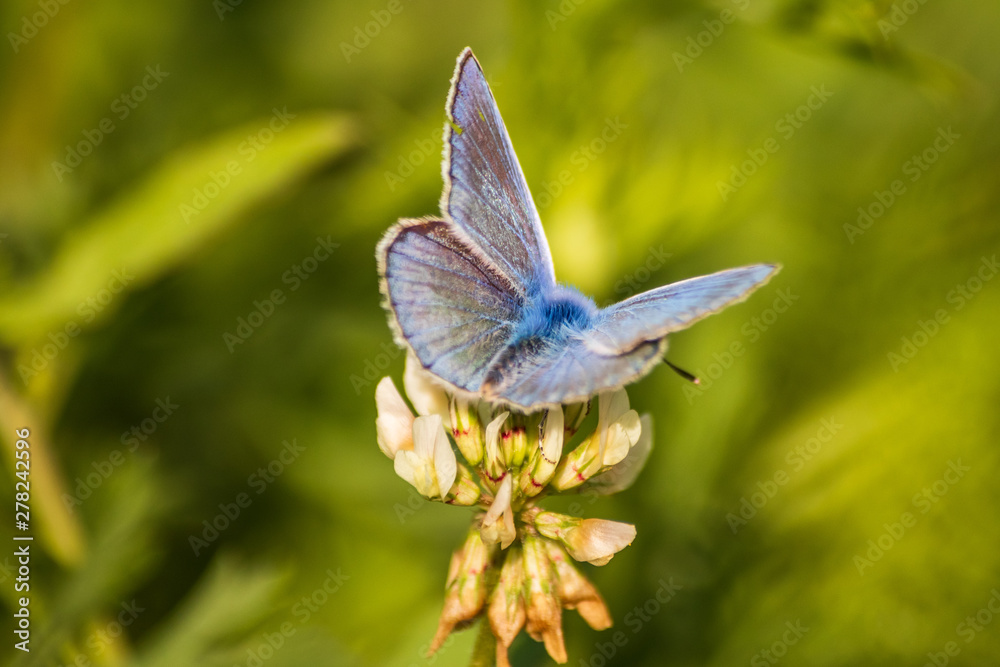 Fototapeta premium Blue butterfly on a wildflower in a grass at summer