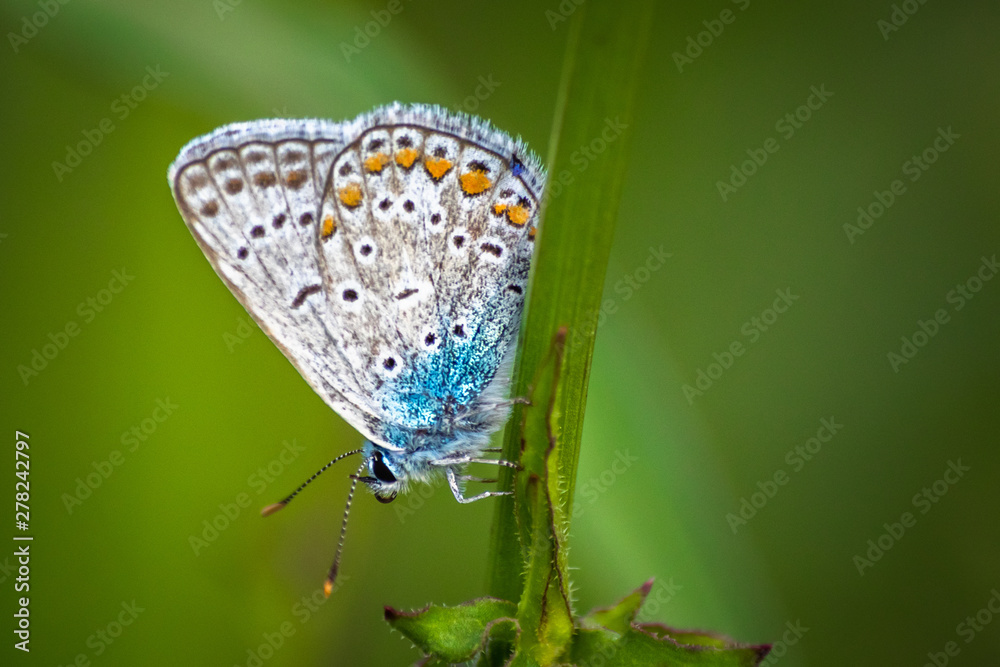 Obraz premium Blue butterfly on a wildflower in a grass at summer