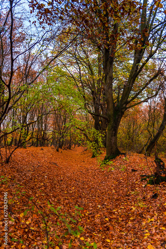 Autumn colors landscape