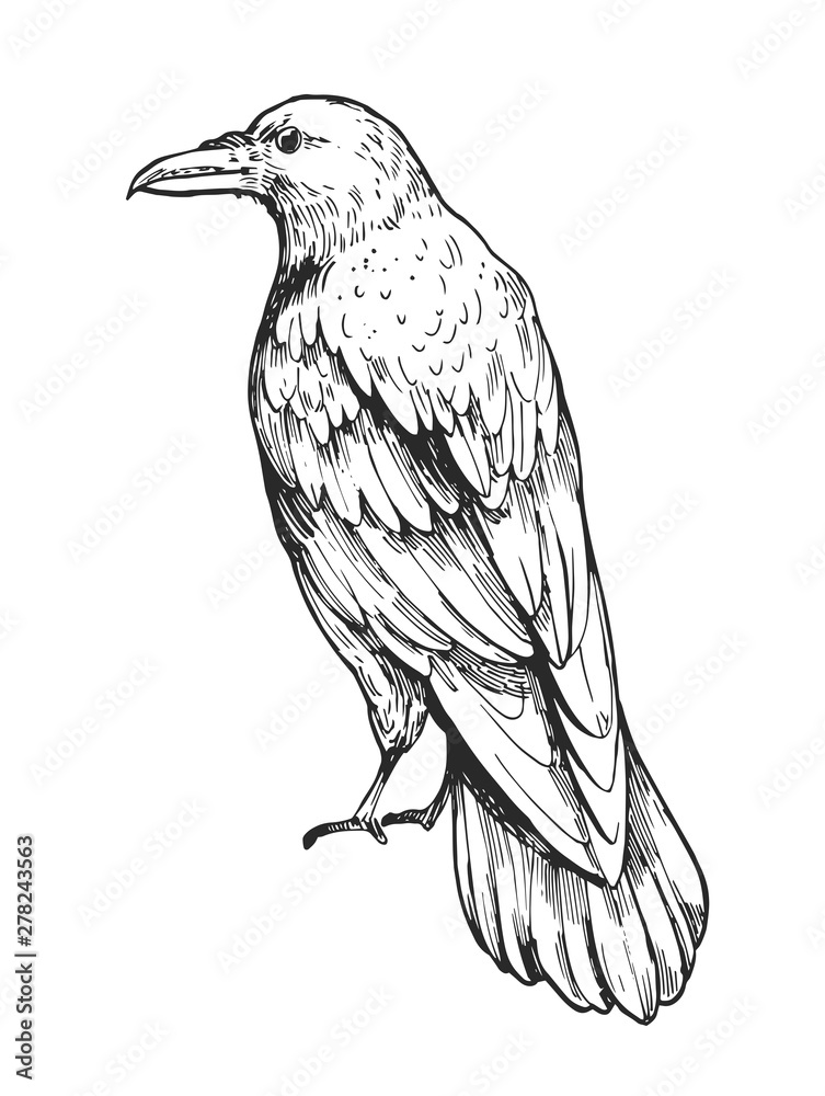 Obraz premium Sketch of flying raven. Hand drawn illustration converted to vector