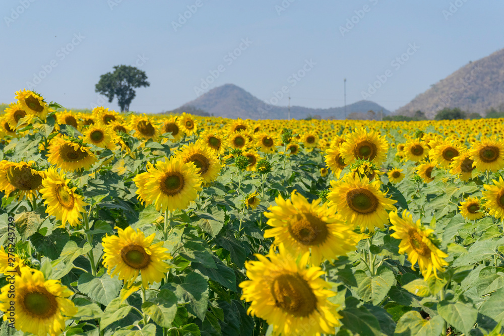 Obraz premium Close up of sunflowers field and landscape with blue sky.