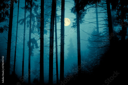 Fototapeta Full moon through the spruce trees in magic mystery night forest