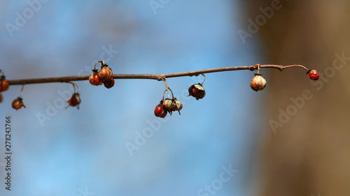 Dried wild fruits on the branch in winter time