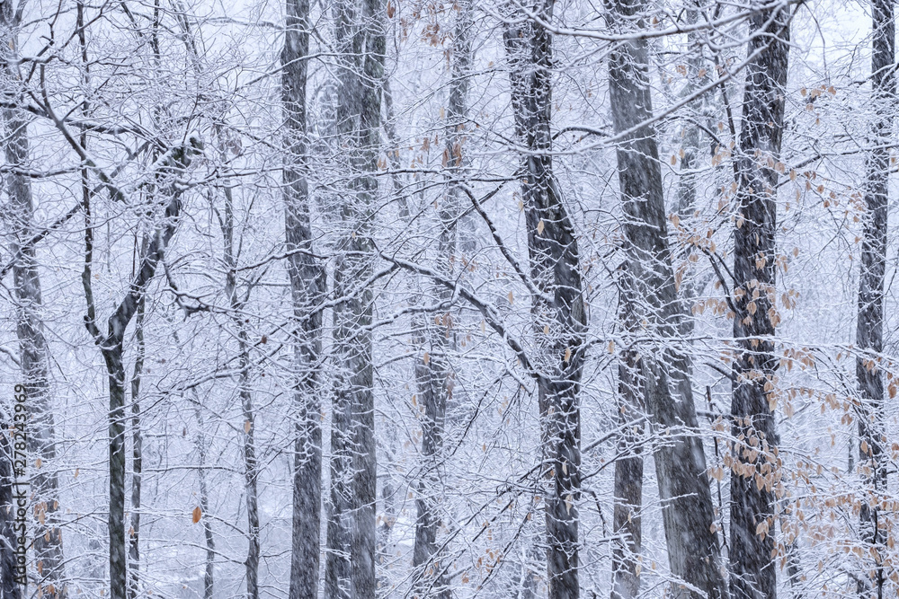 Fototapeta premium Deep forest and bare branches during a snow storm
