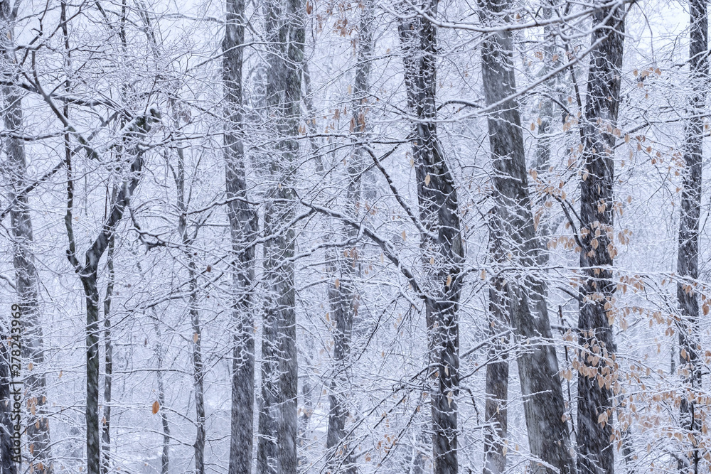 Deep forest and bare branches during a snow storm