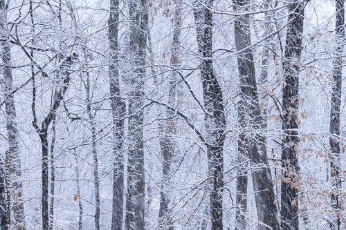 Deep forest and bare branches during a snow storm